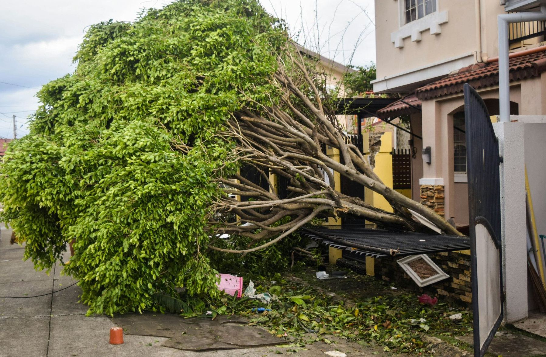a tree that has fallen on a house